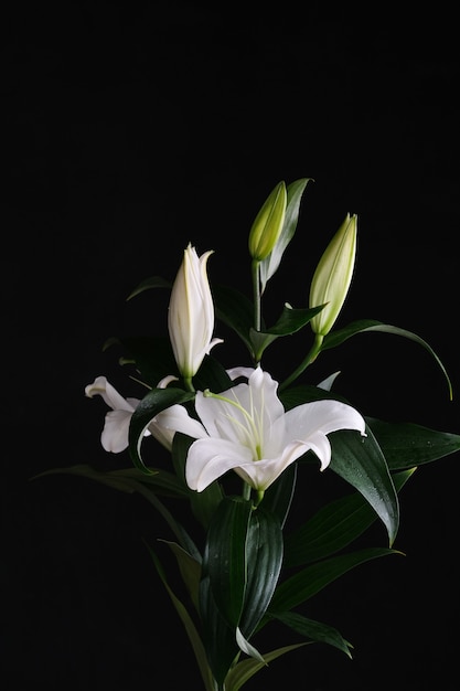 Beautiful white lilly flower  Flower isolated on black background