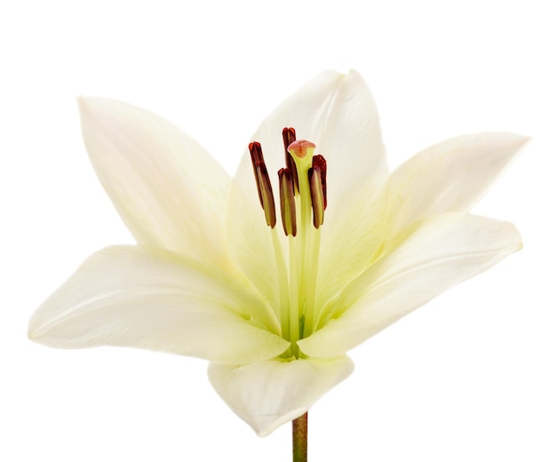 Beautiful white lily flower isolated on white