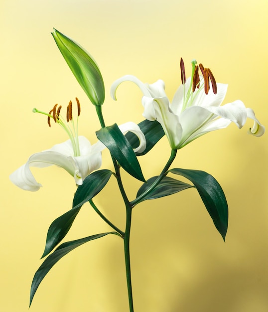 Beautiful white lily on yellow