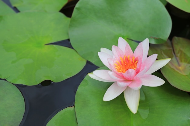 Beautiful white Lotus flower in pond, Close-up Water lily and leaf in nature.