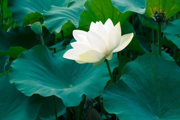 Beautiful white lotus in Japanese pond among big green leafs