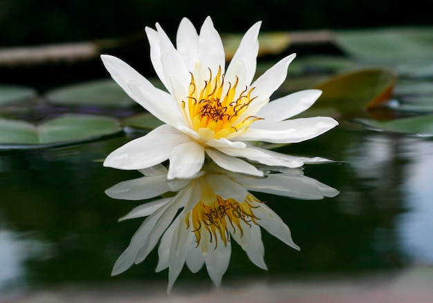 Beautiful white lotus in the pond