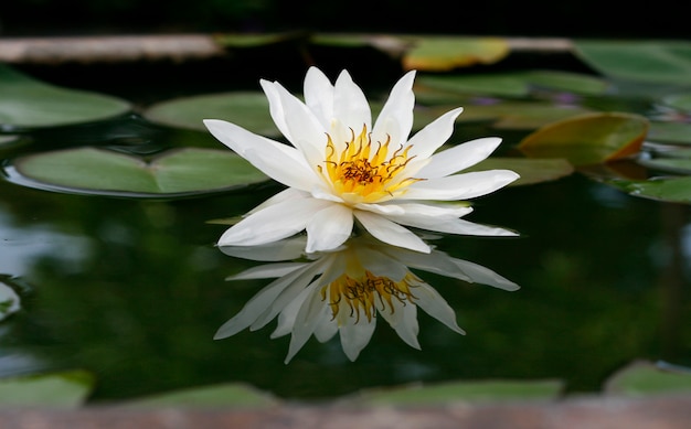 Beautiful white lotus in the pond