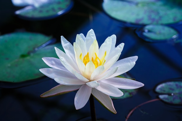 Beautiful White lotus with yellow pollen on surface of pond