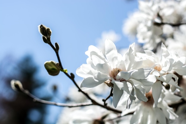 Beautiful white magnolia flowers on blue sky Selective focus