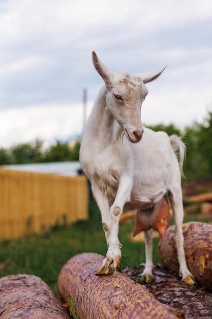 Beautiful white milking goat walks on a stack of pine logs