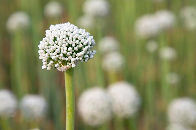 Beautiful White Onion Flower with Blurry Background Selective Focus