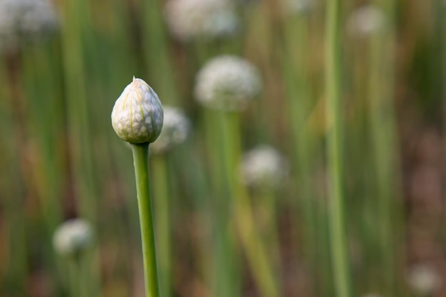 Beautiful White Onion Flower with Blurry Background Selective Focus