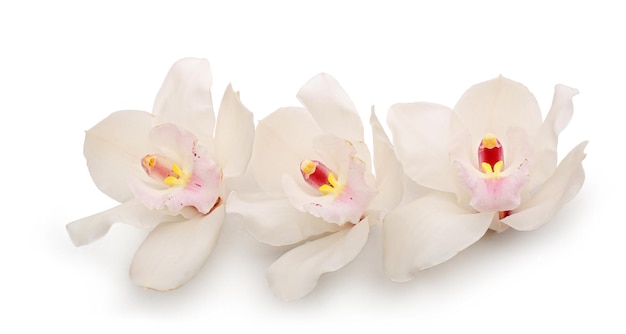 Beautiful white orchids on white background