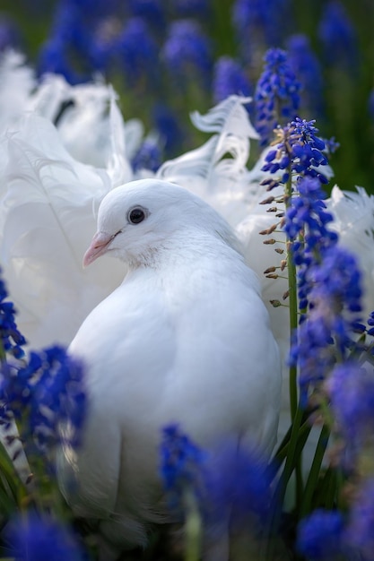 Beautiful white ornamental peacock dove perched in blue muscari flowers Closeup Portrait