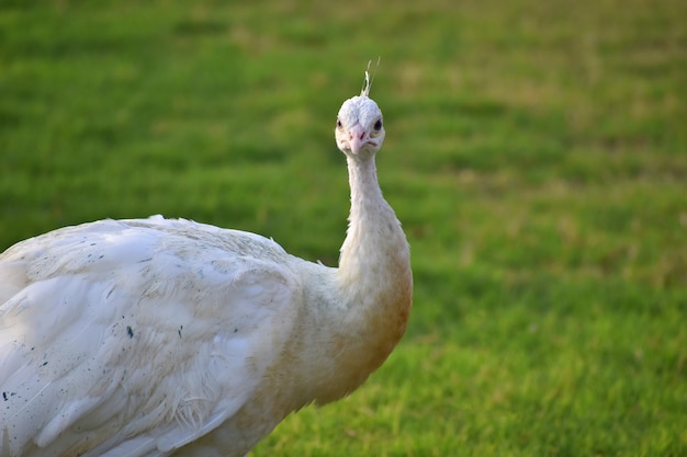 Beautiful white peacock close up