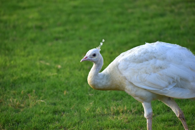 Beautiful white peacock close up