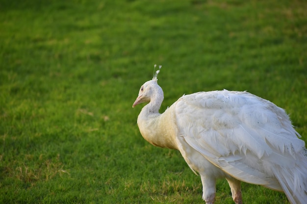 beautiful white peacock close up