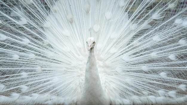 Beautiful White peacock in the park