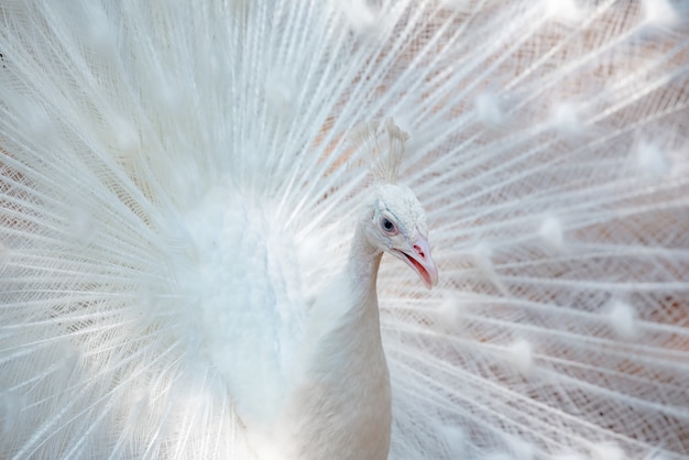 A beautiful the white peacock