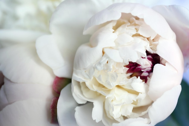 Beautiful white peonies close up