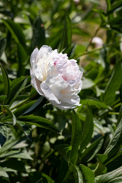 beautiful white peonies in summer large white peonies during flowering