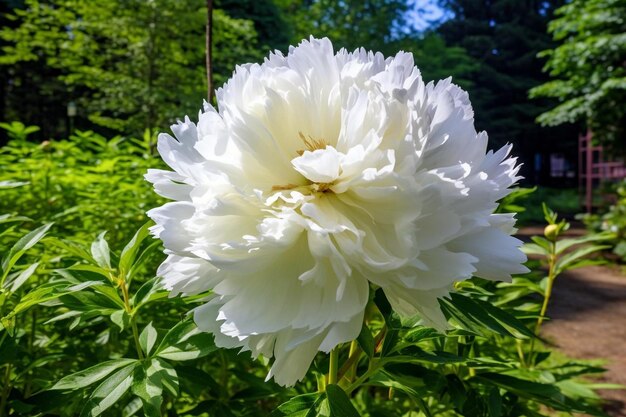 A beautiful white peony flower