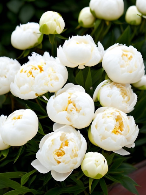 Beautiful white peony flowers close up Peony is a genus of herbaceous perennials and deciduous shrubs treelike peonies Peony family Paeoniaceae Fragrant bouquet Generated by AI Cream colored