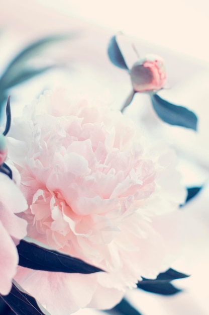 Beautiful white peony flowers