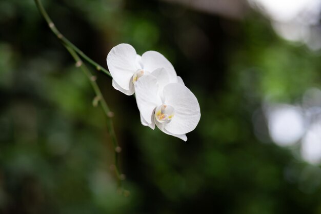 Beautiful white petals of an orchid flower on a dark background