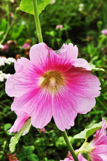 Beautiful white and pink flower. Close-up of a flower. Flower on a blurred background.