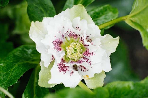 Beautiful white pink flower of Hellebore Oriental Double Ellen White Spotted