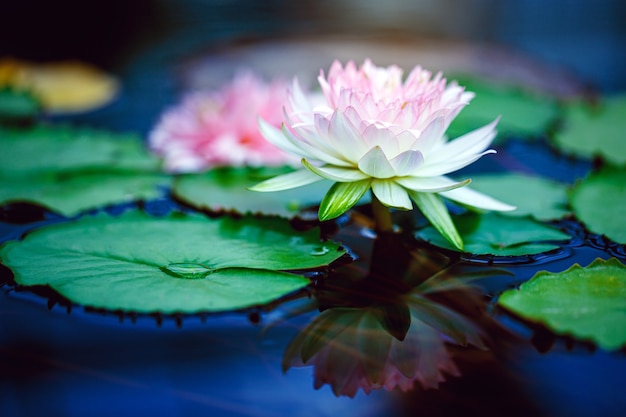 Beautiful White Pink lotus with yellow pollen on surface of pond