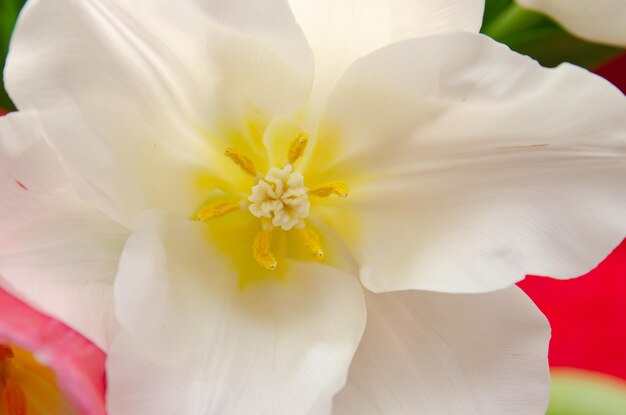 beautiful white and pink tulips