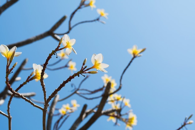 Beautiful white plumeria on blue sky background