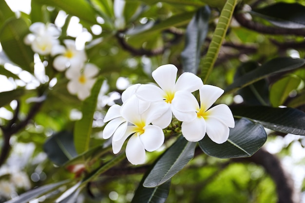 Beautiful white plumeria flower with blurry background