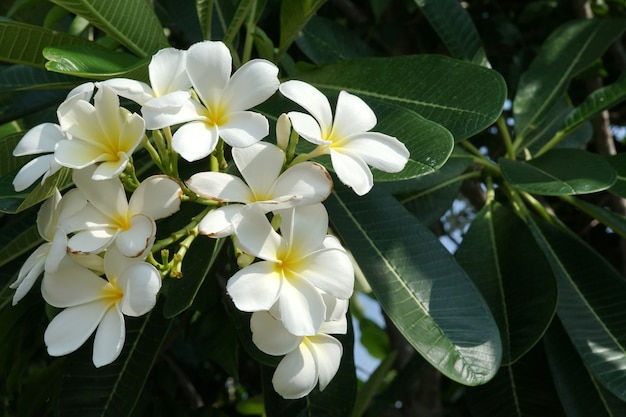 Beautiful white plumeria flowers in the garden