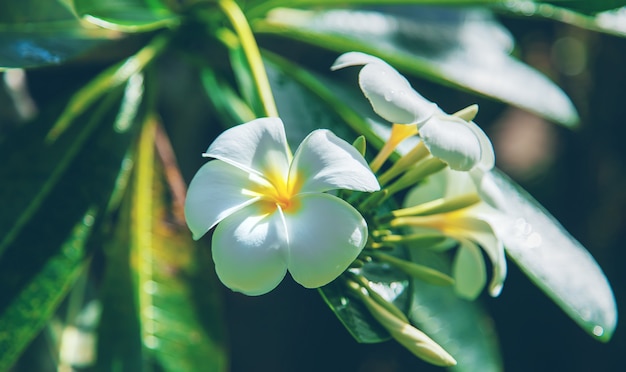 Beautiful white plumeria flowers on a tree.