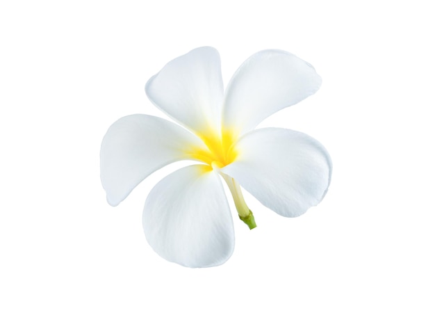 Beautiful white plumeria rubra flowers isolated on White background