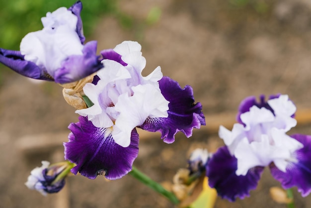 A beautiful white and purple flower of a bearded iris in a summer garden closeup