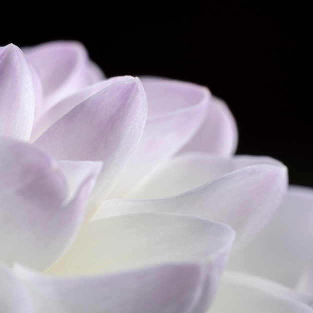 Beautiful white and purple petals