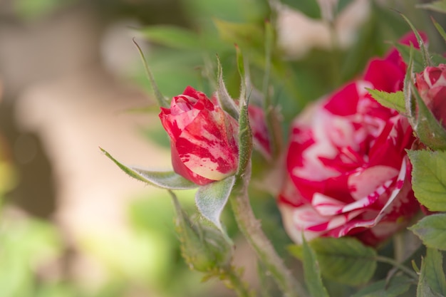 Beautiful white red rose on a bush in a garden