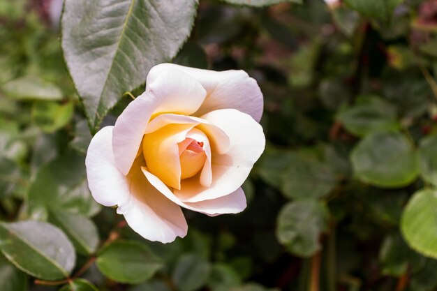 Beautiful white rose bud in the garden