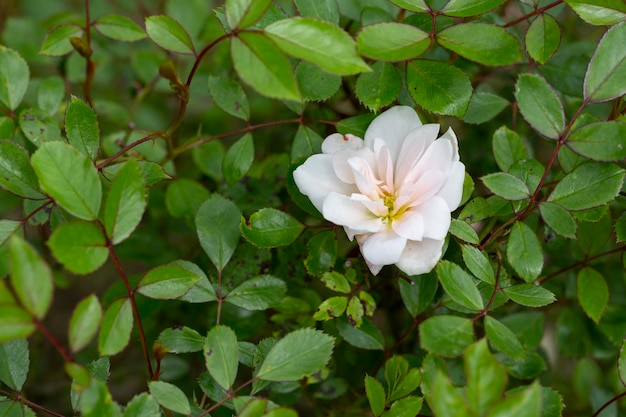 A beautiful white rose on a bush among green leaves a setective focus