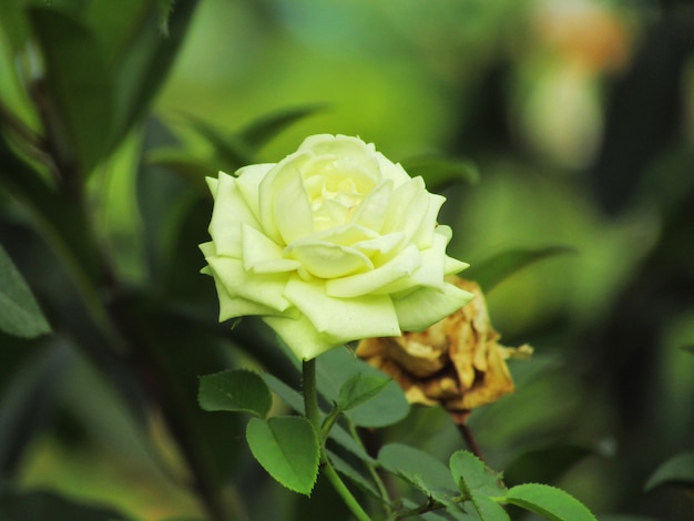 Beautiful white rose flower