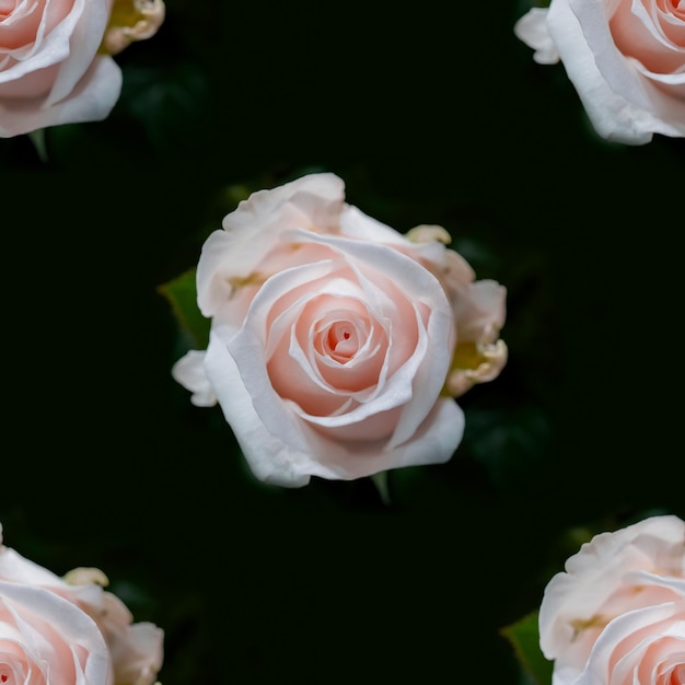 Beautiful white rose flowers. Blooming roses seamless pattern. Floral natural background.