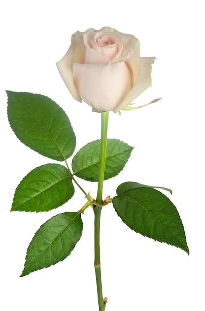 Beautiful white rose isolated on white