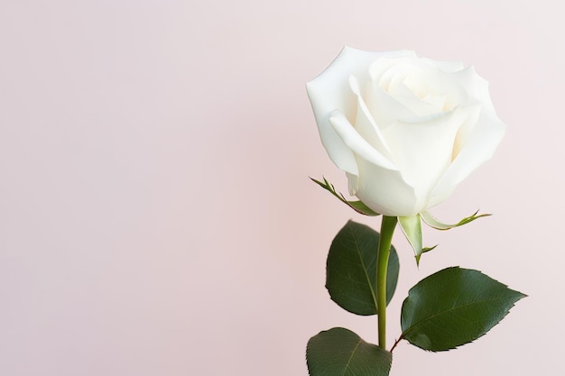 Beautiful white rose on pink background with copy space