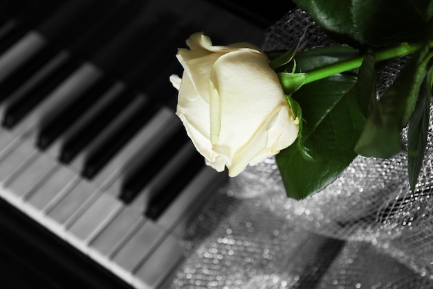 Beautiful white rose with decorative fabric on piano keys close up