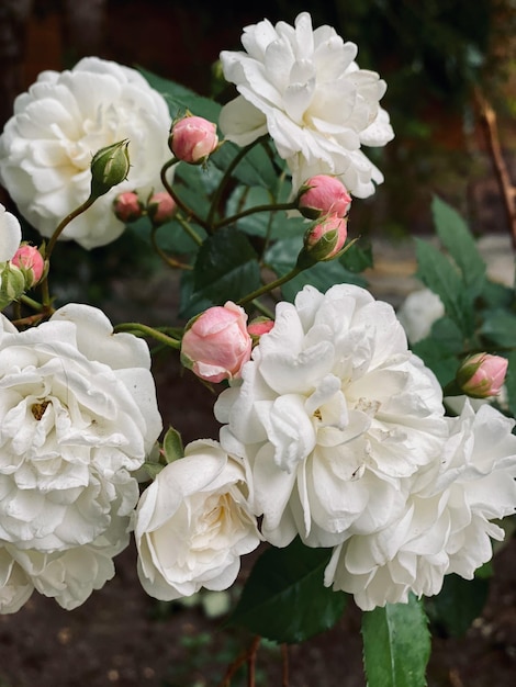 Beautiful white roses in the garden Roses are blooming