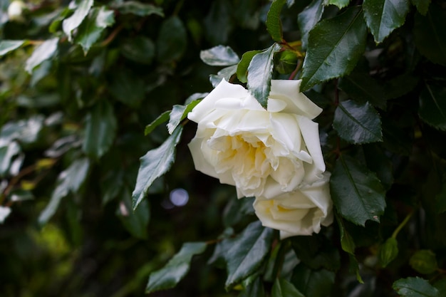 Beautiful white roses tree of white roses