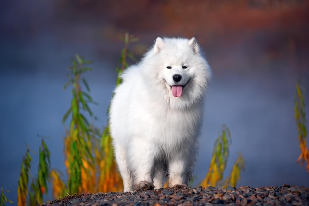 A beautiful white Samoyed dog in the autumn forest