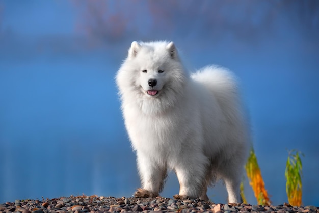 A beautiful white Samoyed dog in the autumn forest