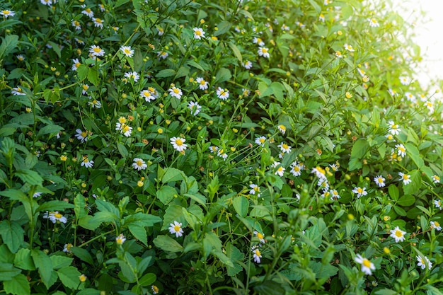 Beautiful White seaside daisiesMarguerite daisy flower Erigeron karvinskianus or Mexican Daisy in a spring garden