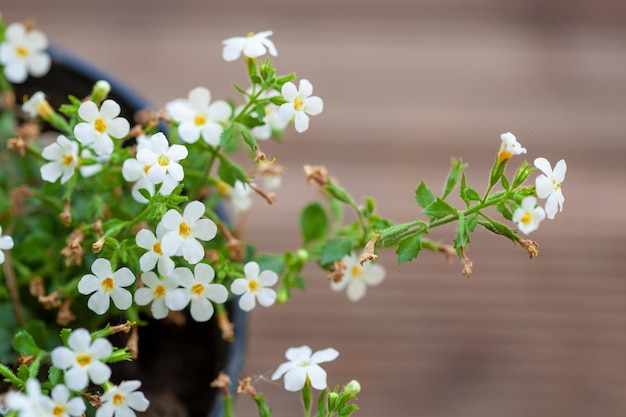 Beautiful white street flowers in a flowerpot on a blurred background of a street landscape